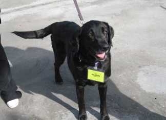 Group Offers Second Chance for Dogs