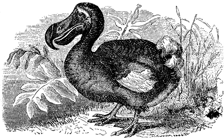 El pájaro dodo
