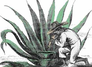 Larga vida al pulque (primera de dos partes)