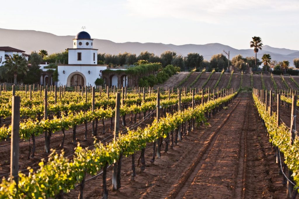 Viñedos