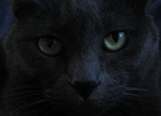 Podcast: La señora homeless y su gato negro