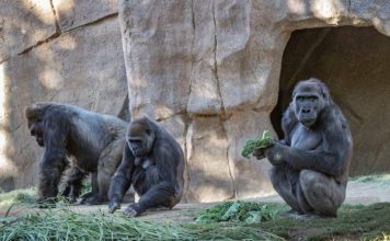 Gorilas de zoológico de San Diego se enfermaron de Covid-19