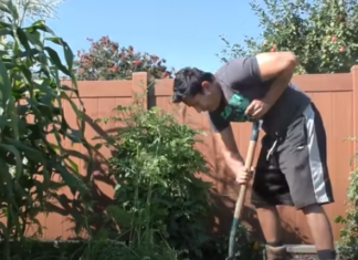 Comida gratis de por vida (2)